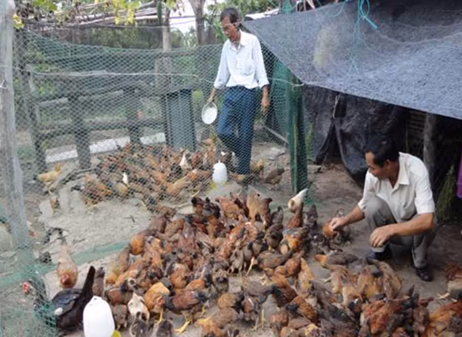 Mô hình nuôi gà thả vườn hiệu quả trên địa bàn huyện Krông Pa. 