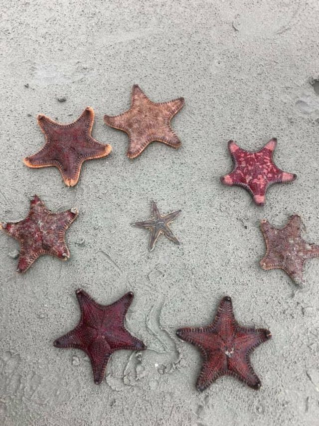 Sao biển tại bãi Vàn Chảy. Ảnh: Diệu An Sao biển tại bãi Vàn Chảy. Ảnh: Diệu An