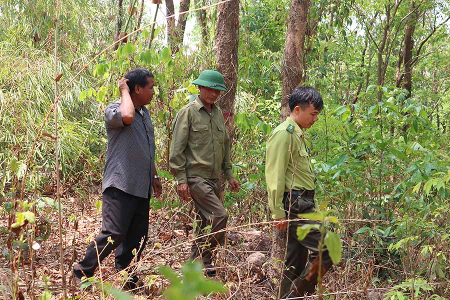 Tuần tra, bảo vệ rừng hương. Ảnh: N.T