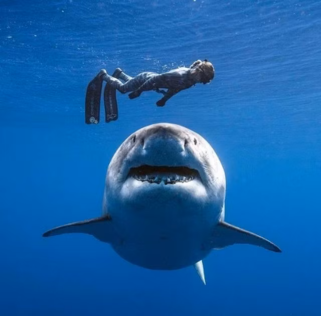 Bạn sẽ cảm thấy thế nào khi mình chính là người thợ lặn trong bức ảnh gây thót tim này?