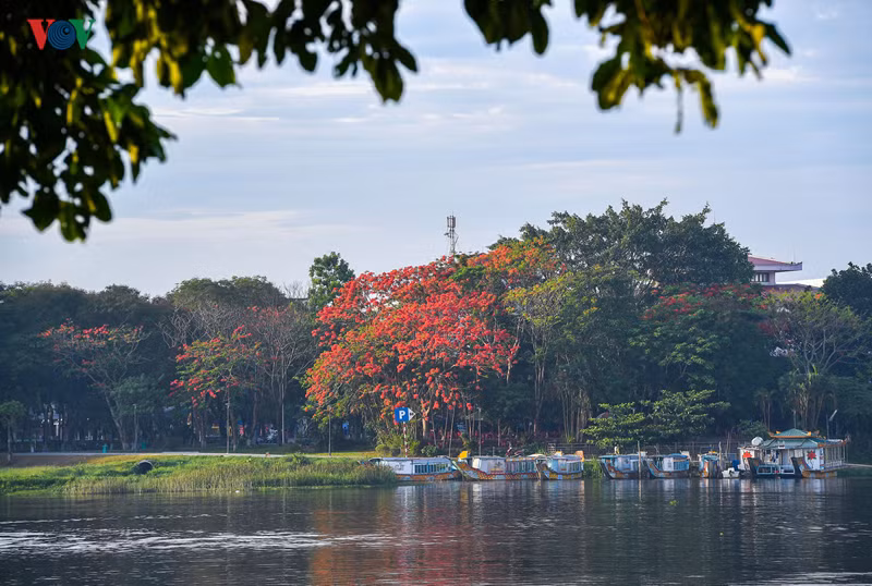 Huế khoe sắc dưới ánh nắng đầu hạ, những con đường dường như mềm mại hơn, đầy màu sắc. Huế của tôi êm đềm với những công viên xanh màu hai bên bờ sông Hương, màu phượng đỏ thắm của mùa hè.