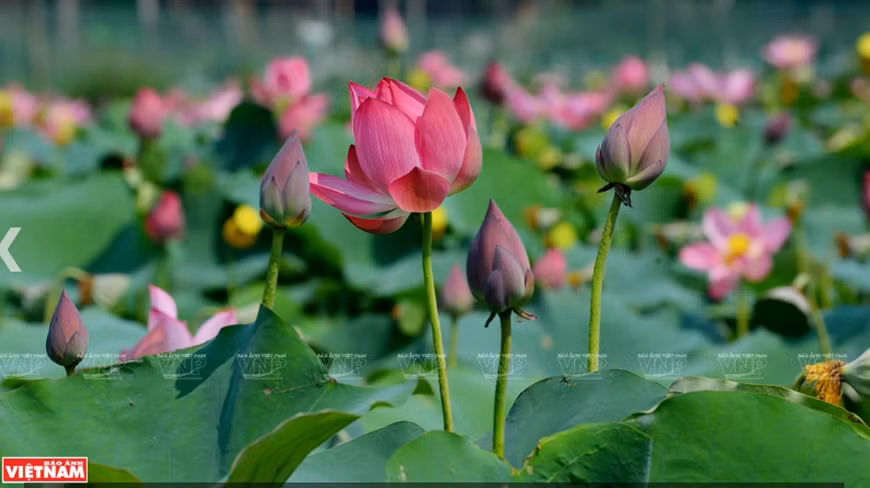  Hàng vạn bông sen khoe sắc và tỏa hương thơm thanh khiết quyến rũ lòng người. 