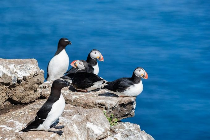  Vào mùa hè, nhiều du khách tới các đảo nhỏ hơn của Westman để ngắm chim hải âu cổ rụt, nhạn biển cùng các loài cá voi, cá heo di cư đến đây để tìm thức ăn và sinh sản. Từ tháng 4 đến tháng 9, du khách sẽ bắt gặp hàng nghìn con chim hải âu cổ rụt trên bờ biển ngay khi vừa cập cảng. Ảnh: Criss Cross Iceland.
