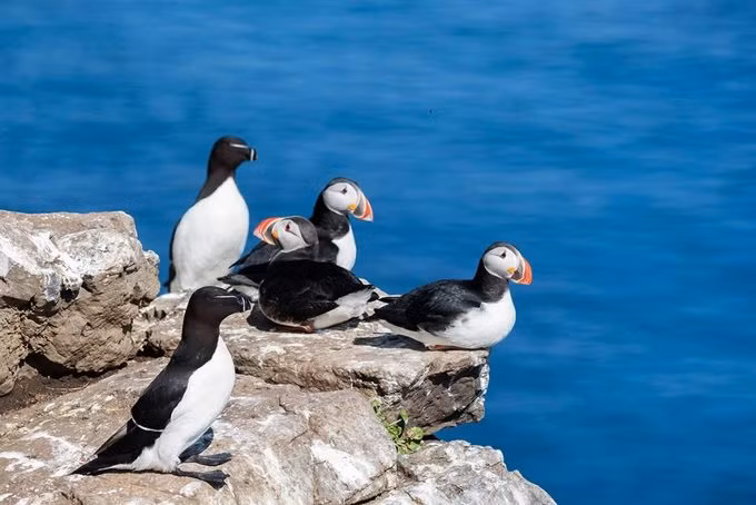  Vào mùa hè, nhiều du khách tới các đảo nhỏ hơn của Westman để ngắm chim hải âu cổ rụt, nhạn biển cùng các loài cá voi, cá heo di cư đến đây để tìm thức ăn và sinh sản. Từ tháng 4 đến tháng 9, du khách sẽ bắt gặp hàng nghìn con chim hải âu cổ rụt trên bờ biển ngay khi vừa cập cảng. Ảnh: Criss Cross Iceland.
