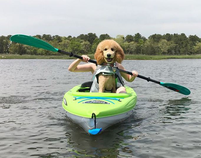 Ai nói những chú chó không thể chèo thuyền?