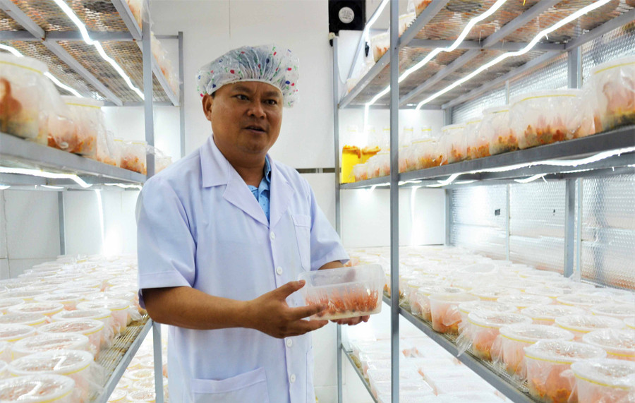 PGS.TS Đại Nguyên trong phòng nuôi cấy Đông trùng hạ thảo. Ảnh: Hoàng Thiên Nga