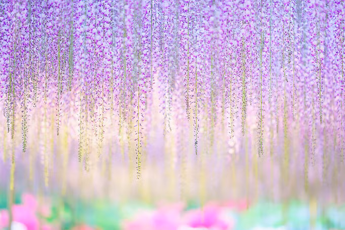  Từng chùm hoa bé li ti, thả từng dây dài cả mét xuống, tạo cảm giác như đang đi trong một căn phòng với tấm rèm khổng lồ phía trên đang rủ xuống.