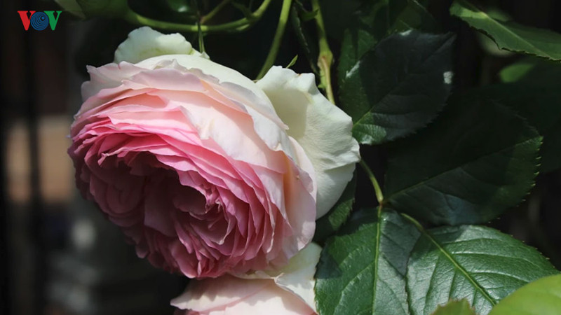 Những bông hoa tưởng chừng như cô đơn, nhưng nó có biết đâu rằng hương sắc đã mê hoặc bao người.