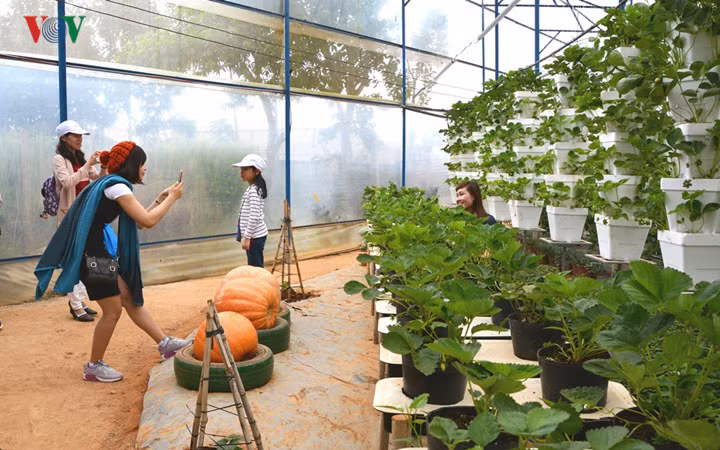 Du khách thích thú với vườn canh nông tại một điểm du lịch ở Đà Lạt.
