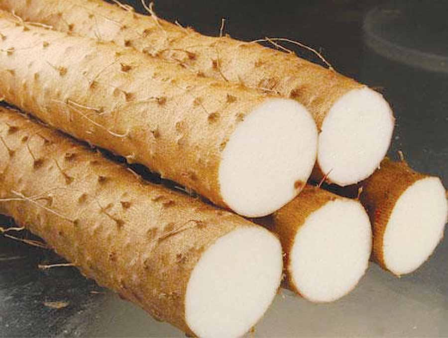 Củ mài. Ảnh: internet Củ mài. Ảnh: internet