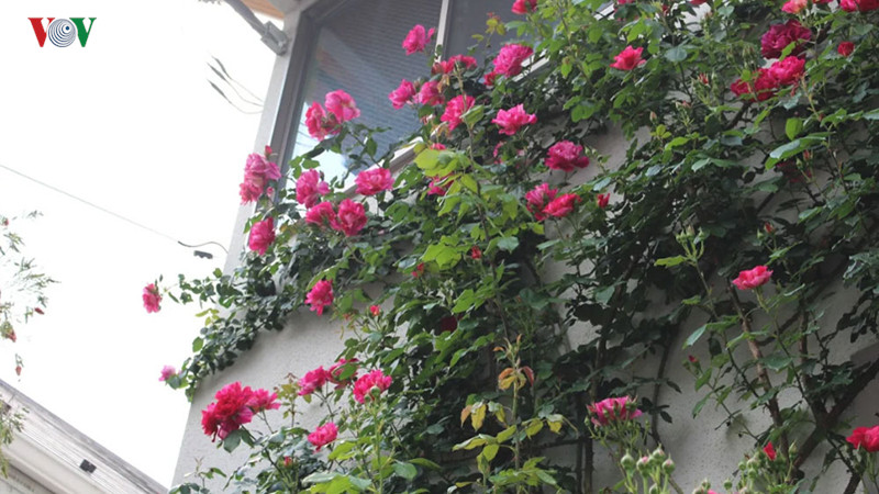 Những bông hoa tưởng chừng như cô đơn, nhưng nó có biết đâu rằng hương sắc đã mê hoặc bao người.