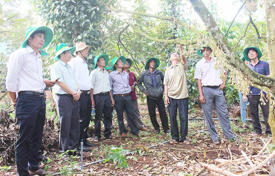 Hướng dẫn kỹ thuật trồng và chăm sóc sầu riêng. Ảnh: N.D  Hướng dẫn kỹ thuật trồng và chăm sóc sầu riêng. Ảnh: N.D