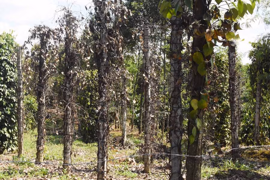 Một vườn tiêu ở xã Ia Pếch bị chết do ảnh hưởng bởi mưa kéo dài-ngocsang. Ảnh: Ngọc Sang