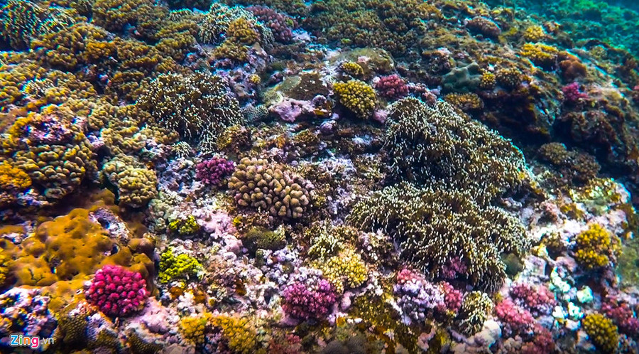 "Sâm có cách làm du lịch khác lạ với những vùng miền biển đảo khác. Anh đã đưa chúng tôi thả lưới bắt cá vào buổi bình minh hay lặn ngắm san hô vào buổi hoàng hôn. Tôi đặc biệt ấn tượng với dải san hô muôn màu sắc trải rộng ở khu vực gần bờ ngỡ mình lạc vào câu chuyện cổ tích ở hòn đảo xinh đẹp này ", nam du khách thổ lộ.