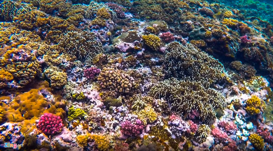 "Sâm có cách làm du lịch khác lạ với những vùng miền biển đảo khác. Anh đã đưa chúng tôi thả lưới bắt cá vào buổi bình minh hay lặn ngắm san hô vào buổi hoàng hôn. Tôi đặc biệt ấn tượng với dải san hô muôn màu sắc trải rộng ở khu vực gần bờ ngỡ mình lạc vào câu chuyện cổ tích ở hòn đảo xinh đẹp này ", nam du khách thổ lộ.