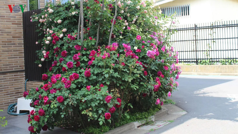  Phổ biến nhất vẫn là những loài hoa hồng kép màu hồng nhạt, hay đỏ rực rỡ.