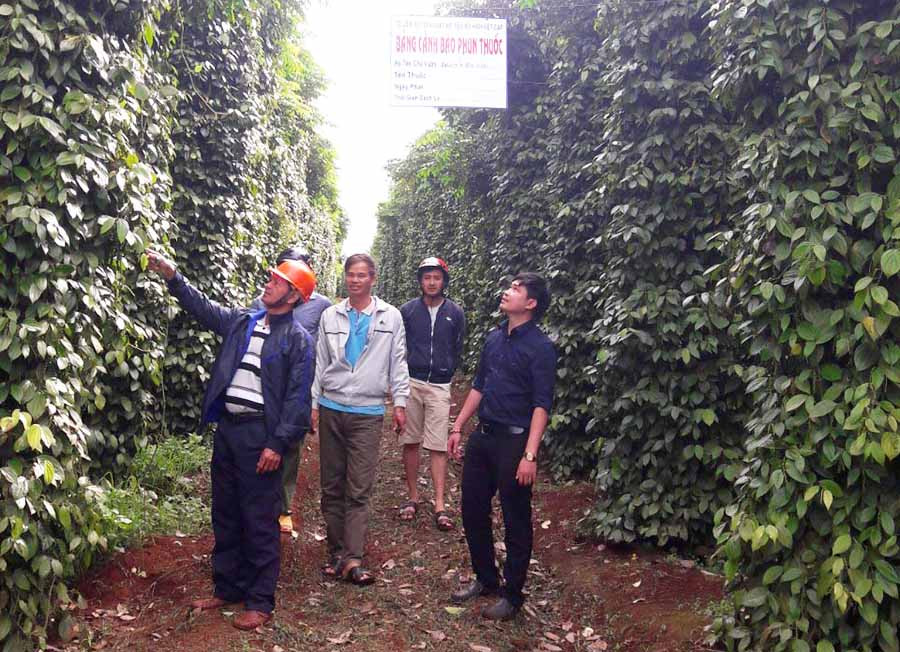 Các hộ gia đình ở xã Yang Nam huyện Đak Đoa trồng tiêu theo hướng hữu cơ. Ảnh: V.H