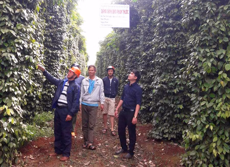 Các hộ gia đình ở xã Yang Nam huyện Đak Đoa trồng tiêu theo hướng hữu cơ. Ảnh: V.H