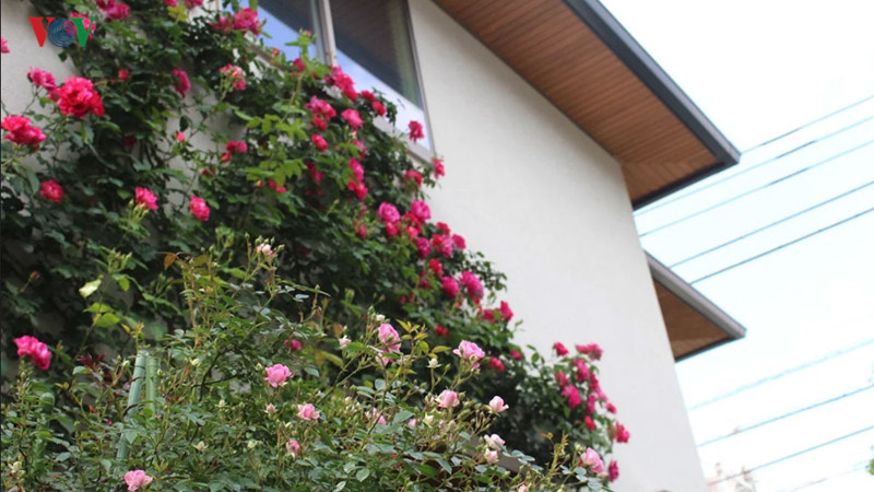  Ở Tokyo, có hàng trăm ngôi nhà có những tường hoa hồng bao quanh.