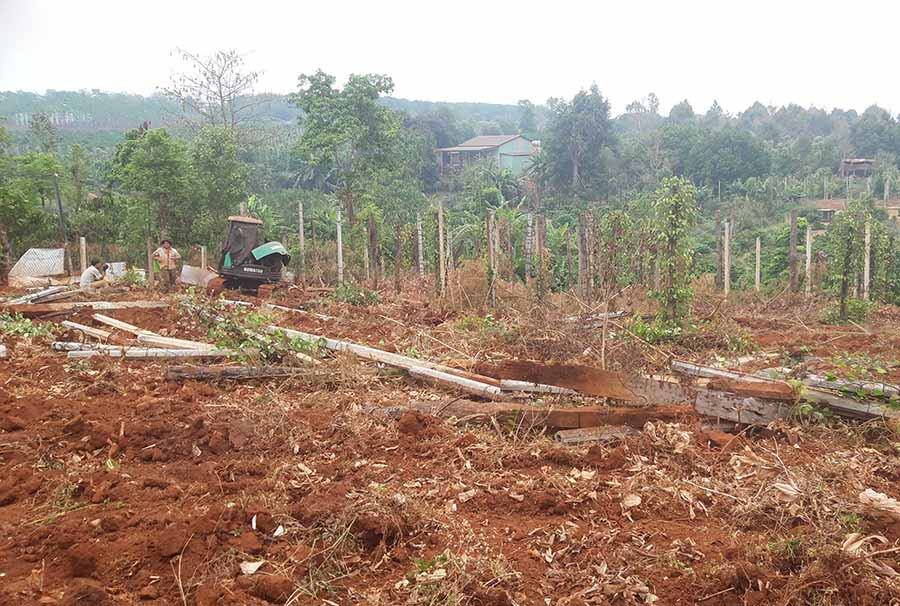 Nông dân thôn 6, thị trấn Chư Prông phá bỏ vườn hồ tiêu chết do nhiễm bệnh. Ảnh: V.H