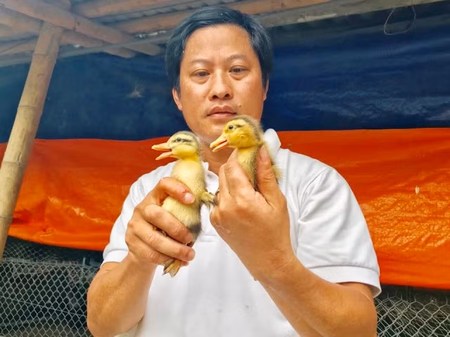 Để khôi phục được giống vịt Cổ Lũng thuần chủng nhất anh Hải đã trải qua rất gia đoạn.