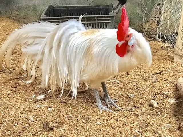 Anh Hải đã lai tạo thành công nhiều loài gà quý hiếm.