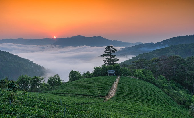 Đồi chè Cầu Đất, nằm ở xã Xuân Trường, cách trung tâm thành phố Đà Lạt khoảng 20 km về hướng đông nam. Những đồi chè xanh ngát cùng không gian thoáng mát là nơi thích hợp để săn ảnh. Sáng sớm, bạn có cảm giác phiêu du trên những tầng mây trong ánh bình minh rực đỏ; bên dưới là hàng chè xanh thấp thoáng trong làn sương mờ ảo.