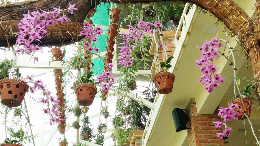 Lan rừng đua nhau khoe sắc. Ảnh: Hà Phương Lan rừng đua nhau khoe sắc. Ảnh: Hà Phương