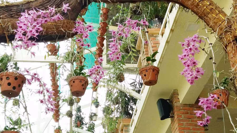 Lan rừng đua nhau khoe sắc. Ảnh: Hà Phương