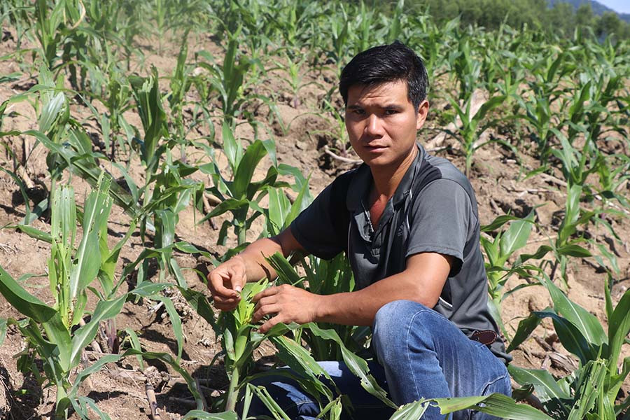  Rẫy bắp của gia đình anh Thân bị sâu keo mùa thu gây hại. Ảnh: N.M