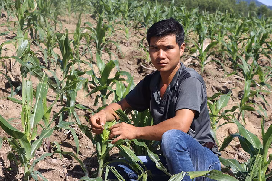  Rẫy bắp của gia đình anh Thân bị sâu keo mùa thu gây hại. Ảnh: N.M