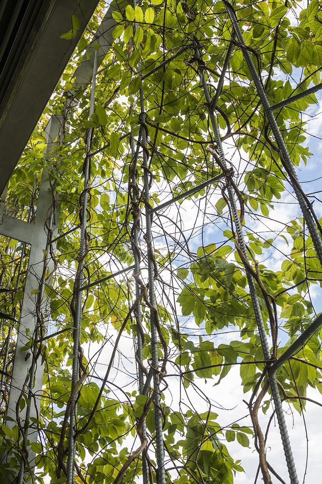 Mặt tiền bao quanh khoảng không tầng được cây dây leo bao phủ. Mặt tiền bao quanh khoảng không tầng được cây dây leo bao phủ.