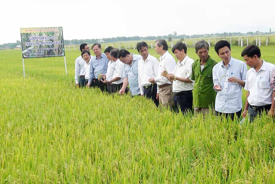  Huyện Phú Thiện đẩy mạnh xây dựng cánh đồng lúa lớn một giống hơn 1.100 ha, đạt năng suất cao hơn nhiều so với cánh đồng truyền thống. Ảnh: T.Đ