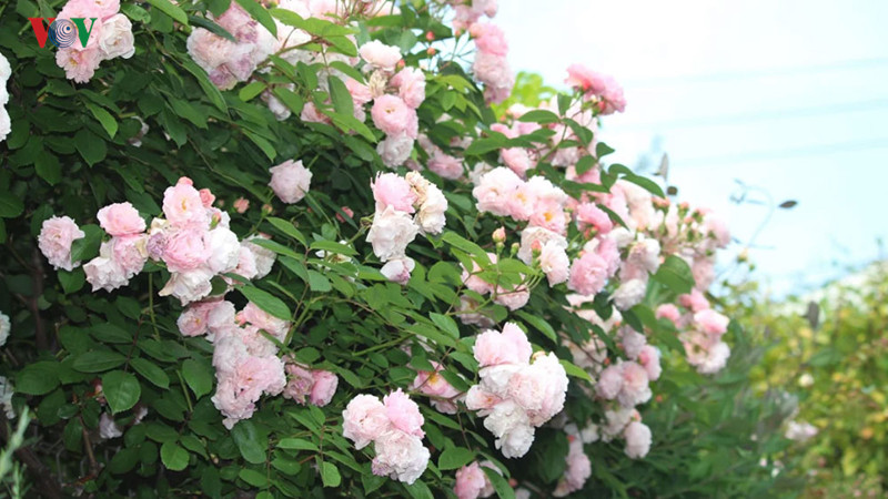 Hay trắng tinh khôi.