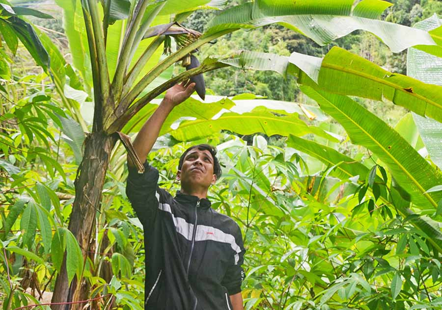  Nông dân huyện Chư Pah ứng dụng khoa học công nghệ trong trồng chuối rừng để cây phát triển tốt, cho năng suất cao. Ảnh: N.T