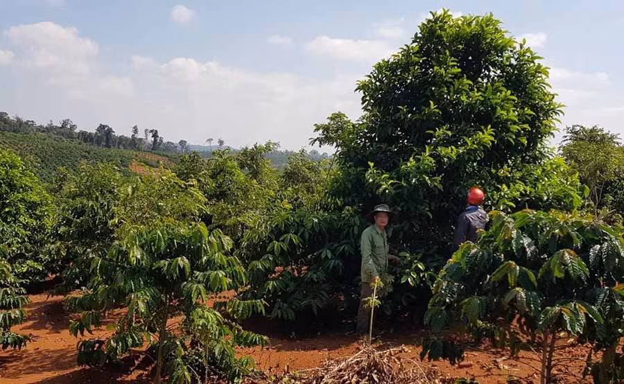  Cây giổi được người dân xã Sơ Pai đưa vào trồng. Ảnh: Ngọc Sang