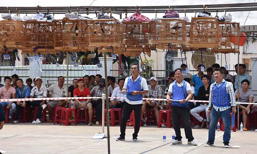 Tổ trọng tài theo dõi từng chú chim thi đấu. Ảnh: H.P  Tổ trọng tài theo dõi từng chú chim thi đấu. Ảnh: H.P