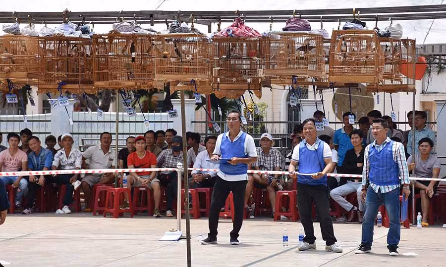  Tổ trọng tài theo dõi từng chú chim thi đấu. Ảnh: H.P 