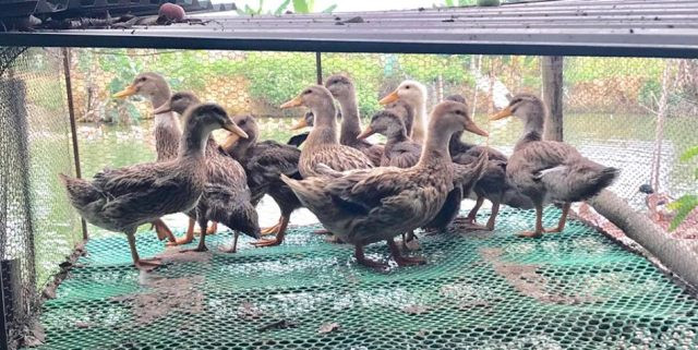  Giống vịt Cổ Lũng là một đặc sản của huyện Bá Thước.