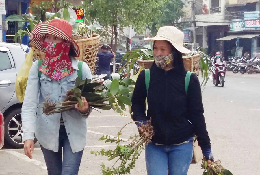 Hoa lan được người dân mang đi bán trên khắp các tuyến đường. Ảnh: Hà Phương Hoa lan được người dân mang đi bán trên khắp các tuyến đường. Ảnh: Hà Phương