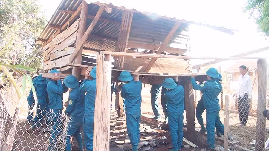  Lực lượng dân quân thị trấn Chư Ty giúp dân di dời chuồng nuôi nhốt gia súc ra xa nơi sinh hoạt. Ảnh: N.S