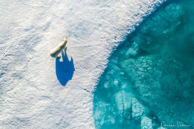 "Ngôi nhà" của gấu Bắc cực