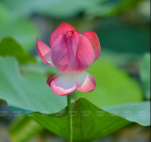  Nụ sen hồng chúm chím khai mở trong nắng sớm