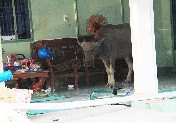 Sau khi húc nhiều người nhập viện, trâu vào nhà dân cố thủ Sau khi húc nhiều người nhập viện, trâu vào nhà dân cố thủ