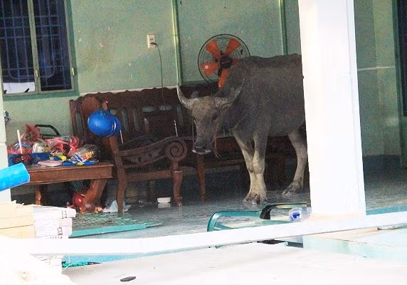 Sau khi húc nhiều người nhập viện, trâu vào nhà dân cố thủ