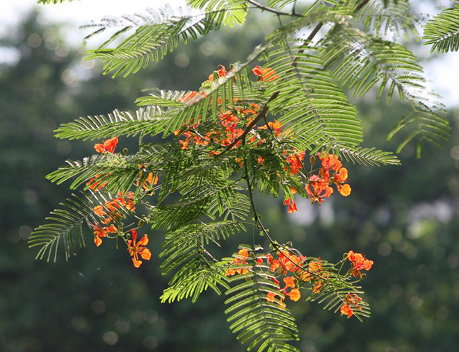  Hè về, nhớ lắm những buổi chăn bò cùng đám bạn