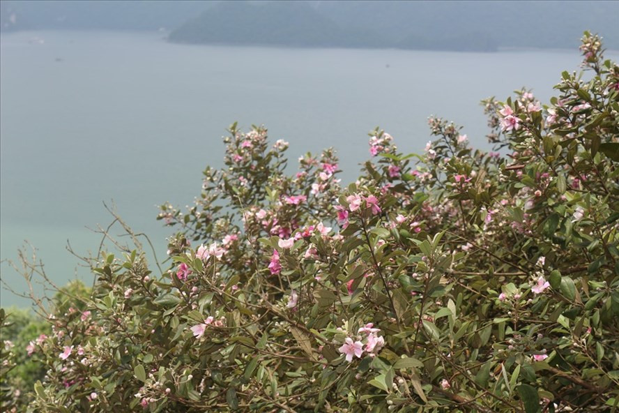  Rừng sim tím ngắt giữa vịnh Hạ Long. Ảnh: Nguyễn Hùng