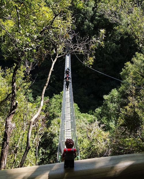 Leo qua cây cầu treo trong một khu rừng nguyên sinh.