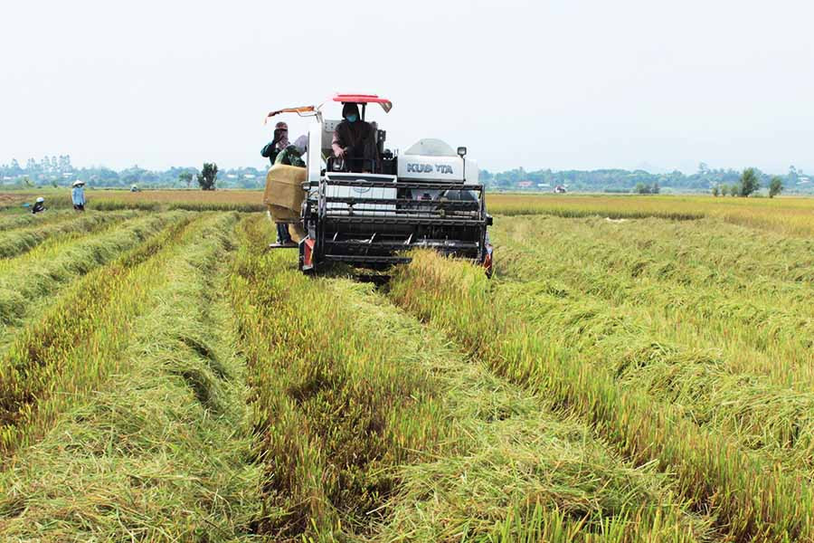 Phát triển những vùng sản xuất lúa chất lượng cao theo mô hình cánh đồng lớn là một nhiệm vụ trong tái cơ cấu ngành nông nghiệp. Ảnh: internet Phát triển những vùng sản xuất lúa chất lượng cao theo mô hình cánh đồng lớn là một nhiệm vụ trong tái cơ cấu ngành nông nghiệp. Ảnh: internet