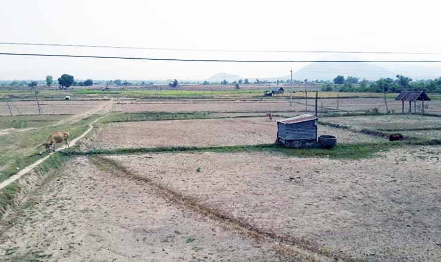  Những cánh đồng lúa nước của xã Ia Rmok (huyện Krông Pa) đều trong tình trạng khô hạn. Ảnh: L.G